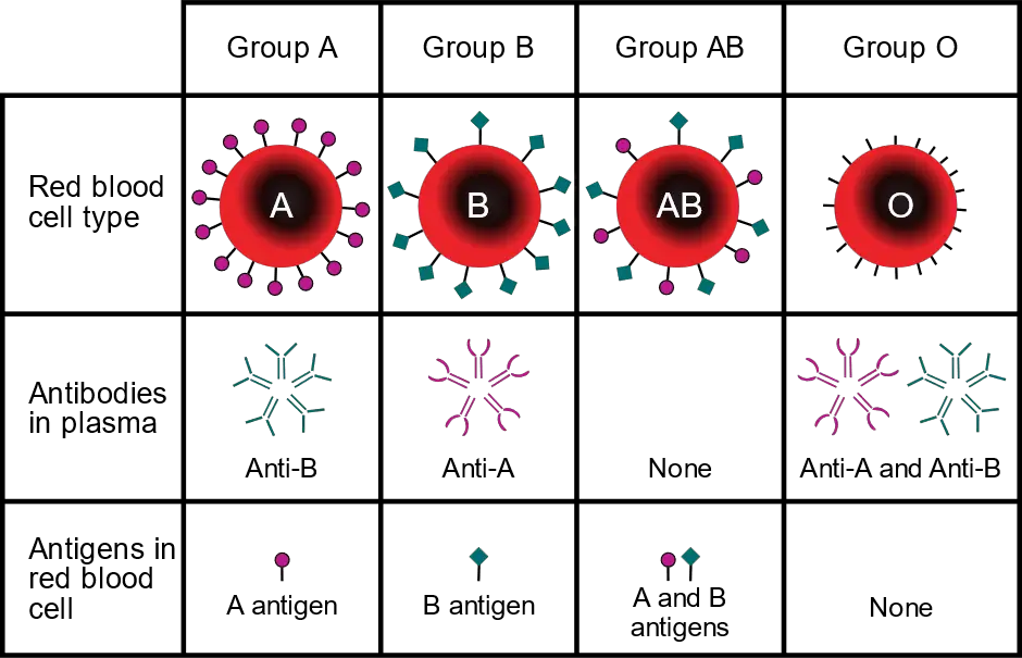 Blood grouping: Definition, Systems, Rh Factors 2 image 141