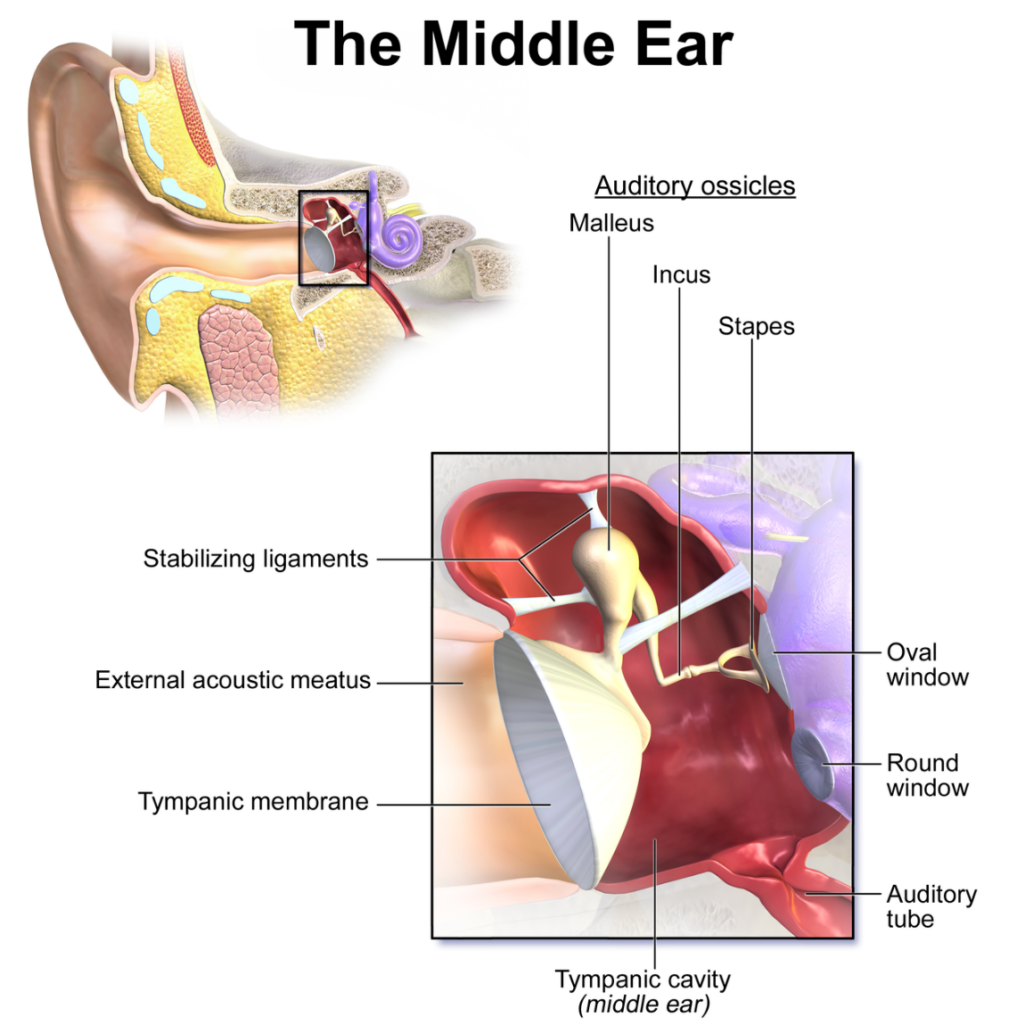 Ear: Structure and Functions 2 image 157