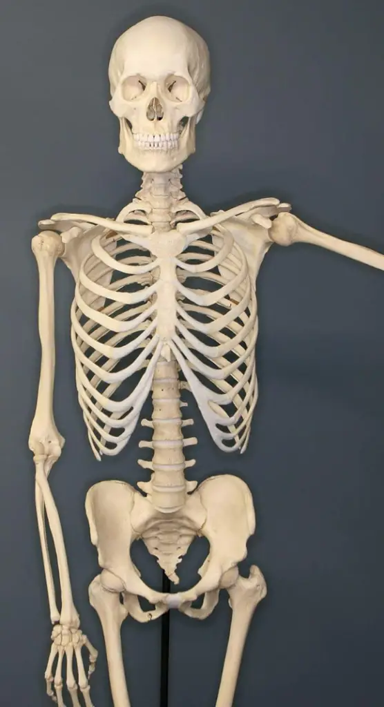 Skeletal system: Definition, Types, Functions 2 image 65