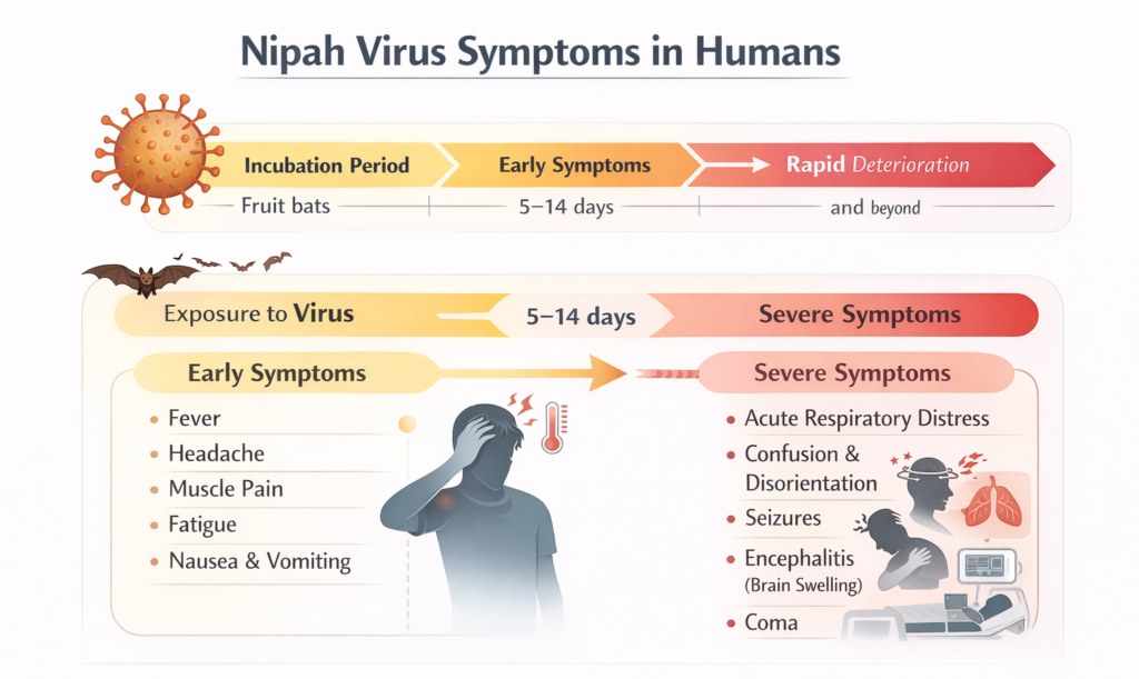 Nipah virus symptoms timeline showing incubation period, early flu-like signs, and severe neurological and respiratory complications.