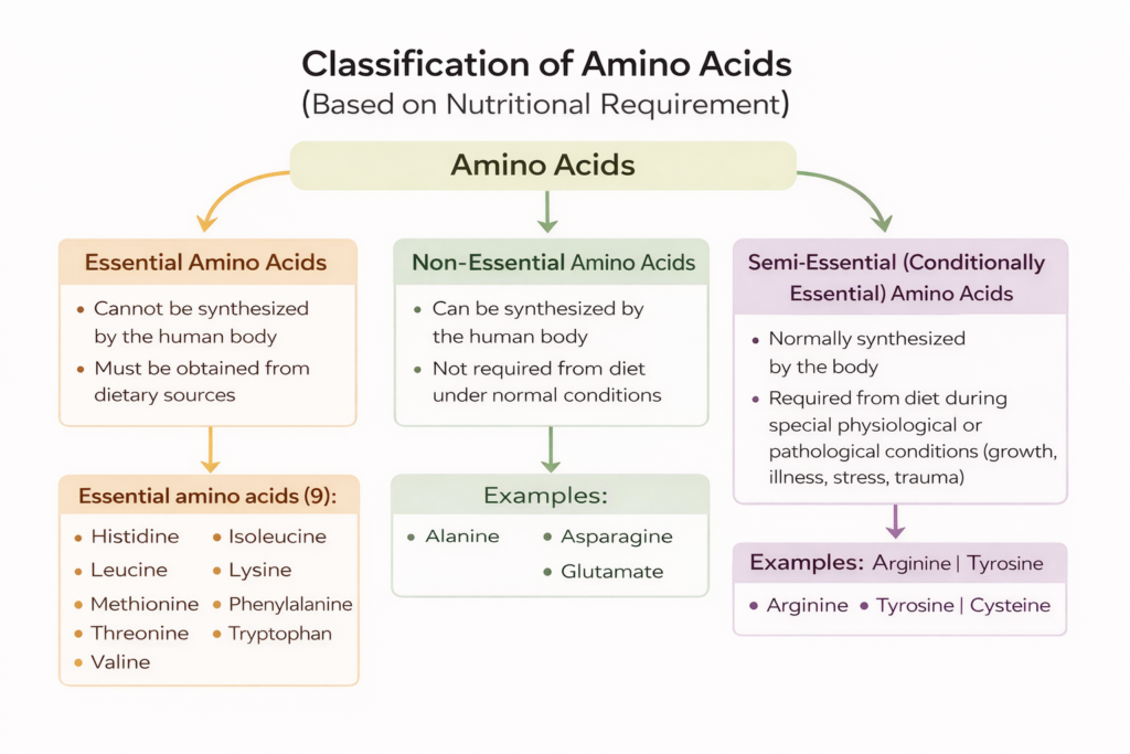 Schematic diagram showing classification of amino acids into essential, non-essential, and semi-essential (conditionally essential) based on nutritional requirement, with key features and examples