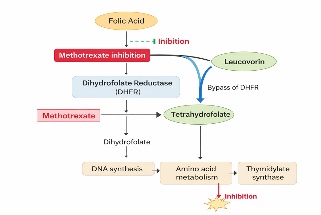 Mechanism of leucovorin showing bypass of DHFR inhibition during methotrexate therapy in folate metabolism pathway